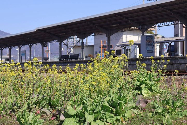 菜の花畑と駅のホーム