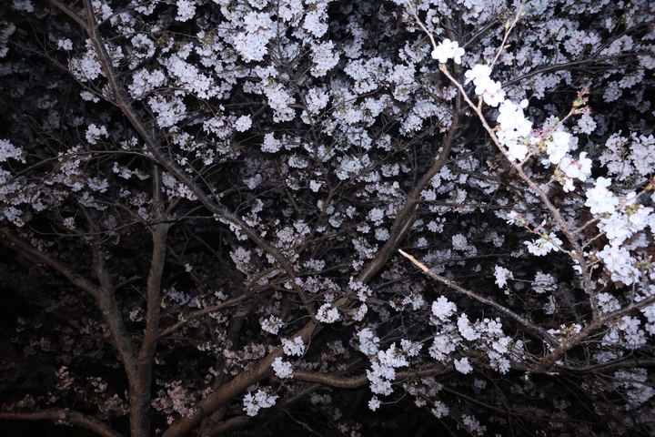 枝いっぱいの桜