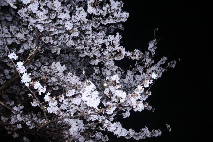 夜空に浮かぶ桜