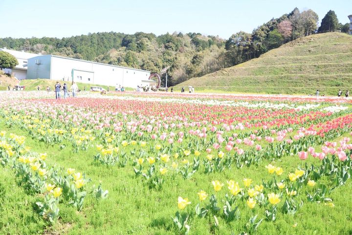 冨士山公園のチューリップ畑
