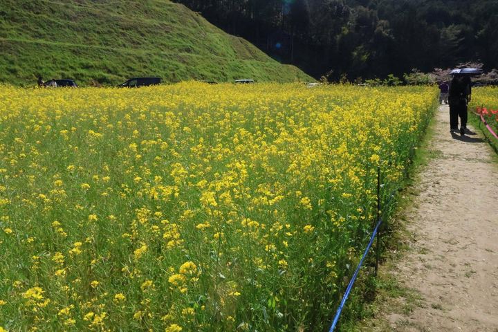 菜の花が咲く丘の小道