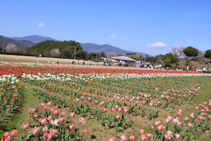 色とりどりのチューリップ畑