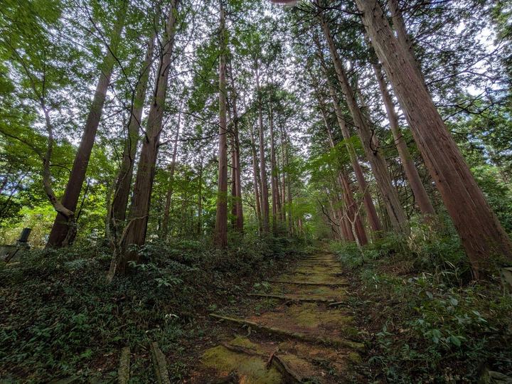 杉林の中の石段