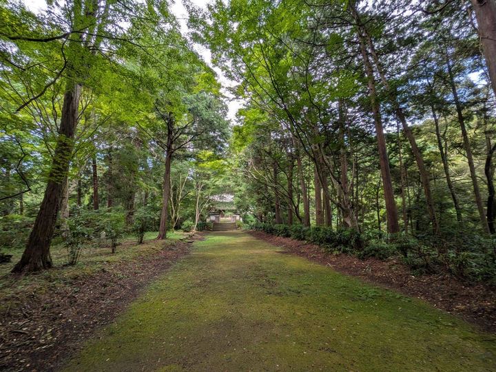 苔の生えた参道