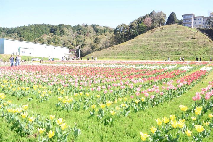 冨士山公園の花まつり会場