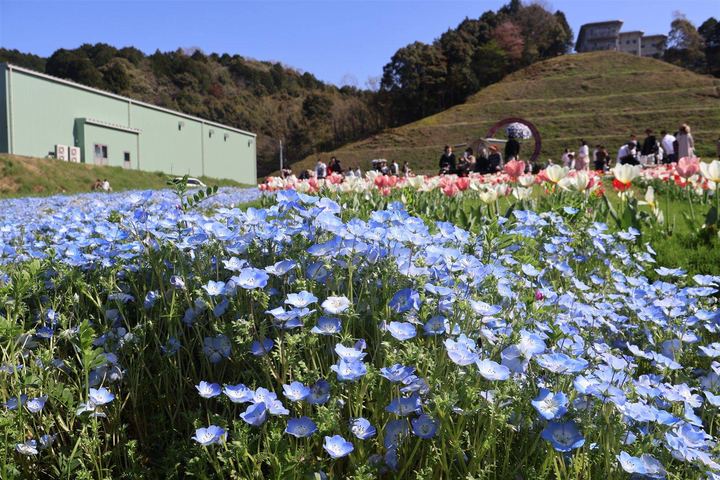 ネモフィラの青い花畑