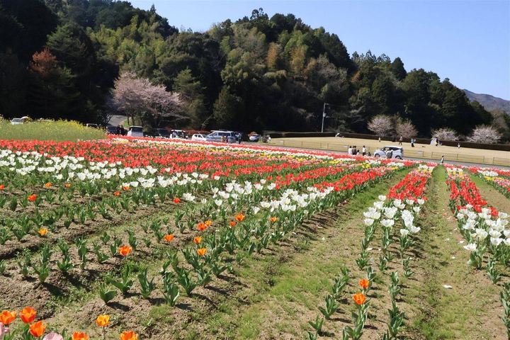 畝ごとに色分けされたチューリップ畑